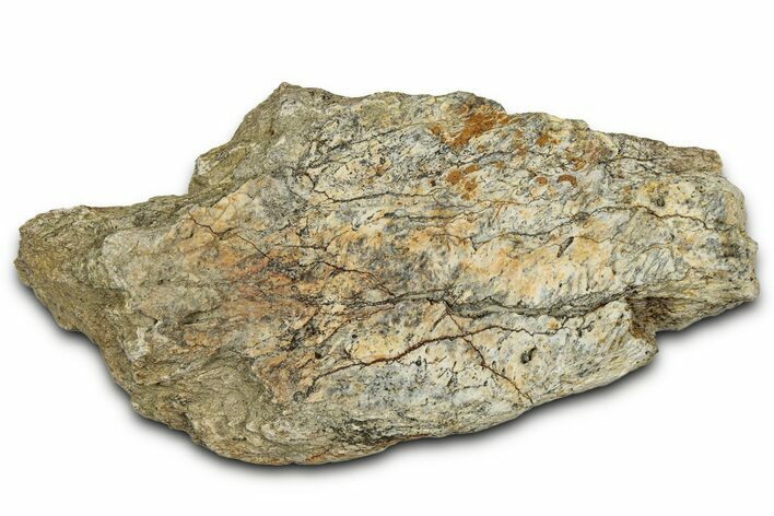 Dinosaur (Triceratops) Frill Shield Section - Montana #348088